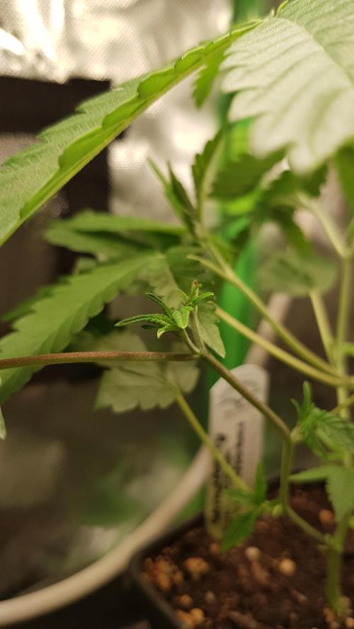 GGD Hunted Pheno #1. Week 3