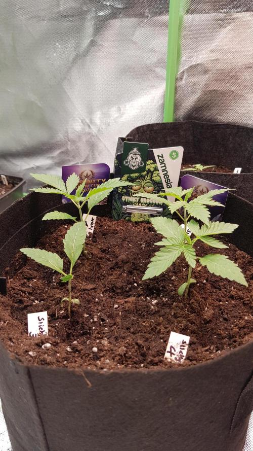 🥦Eternity Grow Cup |GGD. Week 1