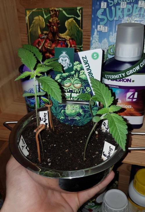 🥦Eternity Grow Cup |GGD. Week 1