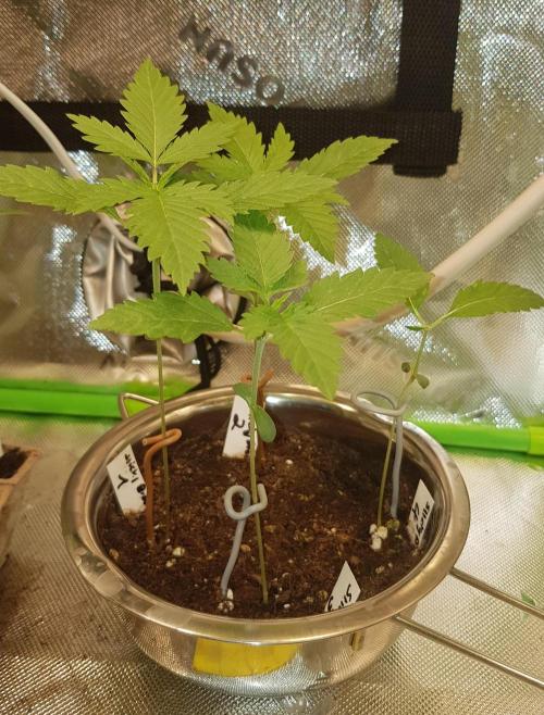 🥦Eternity Grow Cup |GGD. Week 1