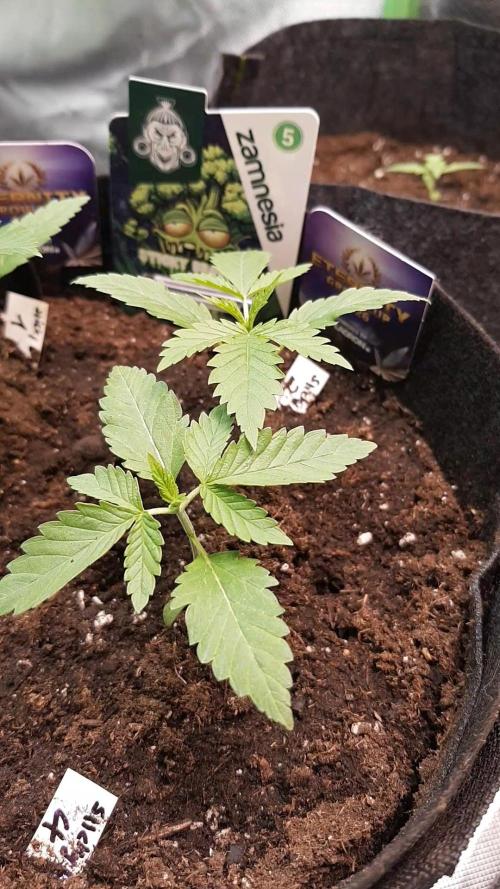 🥦Eternity Grow Cup |GGD. Week 1