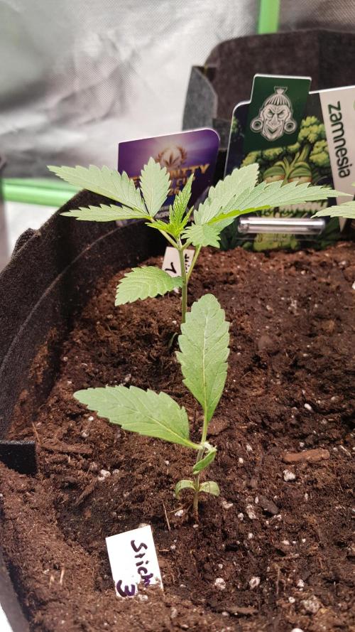 🥦Eternity Grow Cup |GGD. Week 1