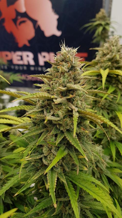 Opium goes Black #2. Week 15