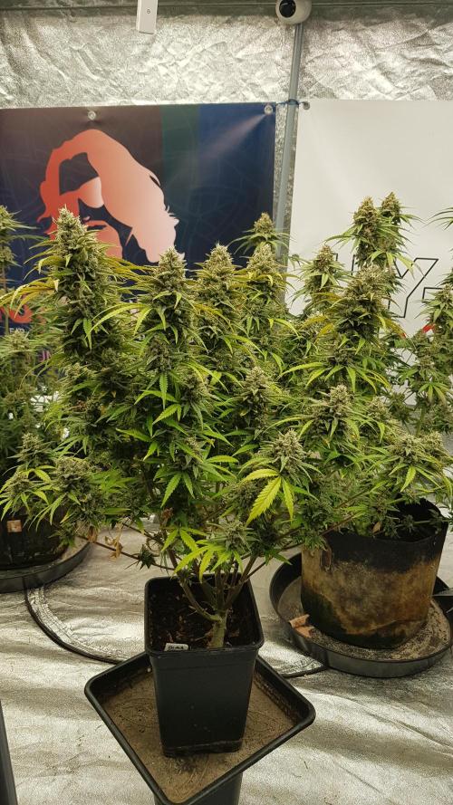 Opium goes Black #2. Week 15