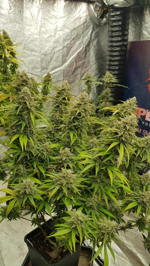 Opium goes Black #2. Week 15