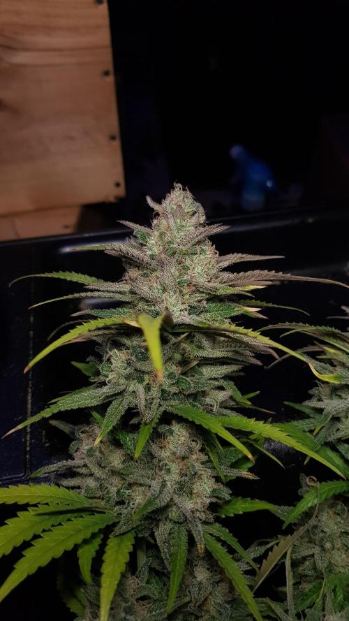 Opium goes Black #2. Week 15