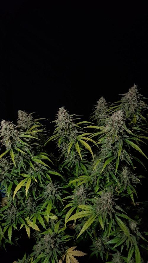 Opium goes Black #2. Week 15