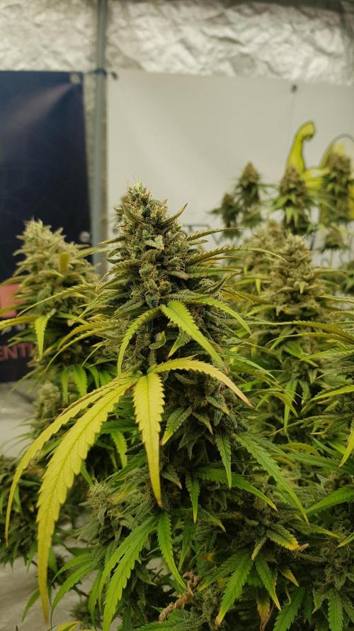 Opium goes Black #2. Week 15