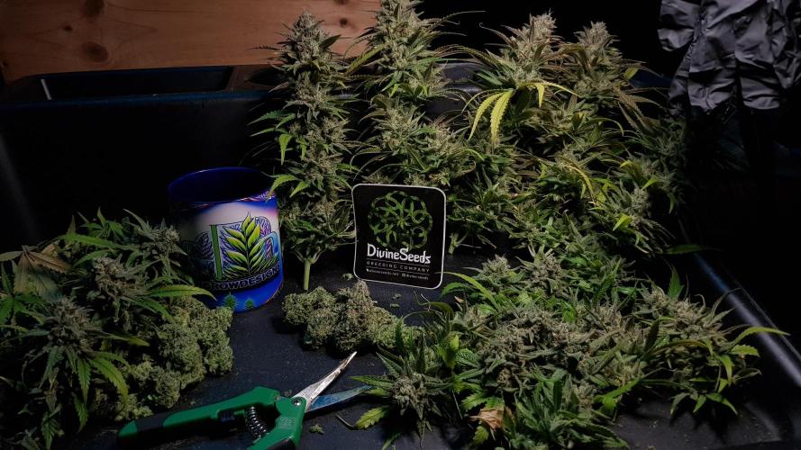 Opium goes Black #2. Week 15