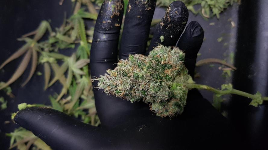 Opium goes Black #2. Week 15