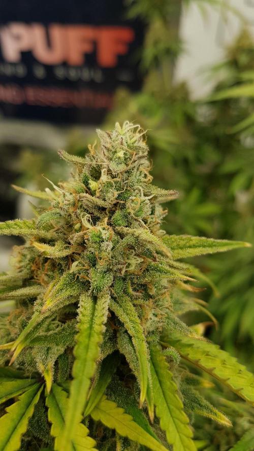 Opium goes Black #2. Week 15