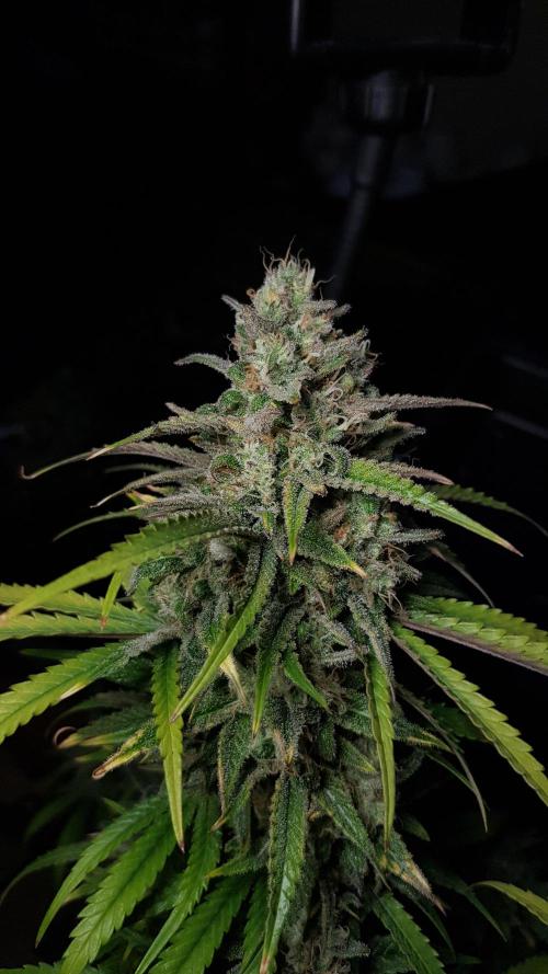 Opium goes Black #2. Week 15