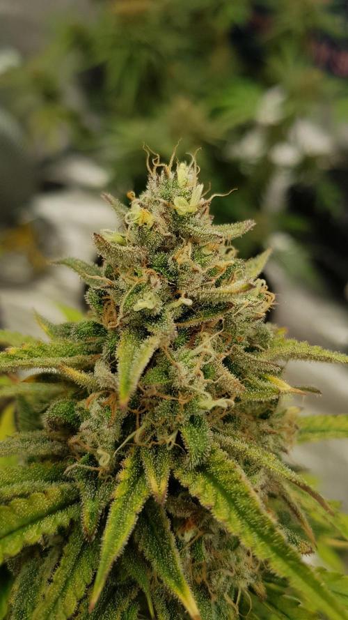 Opium goes Black #2. Week 15