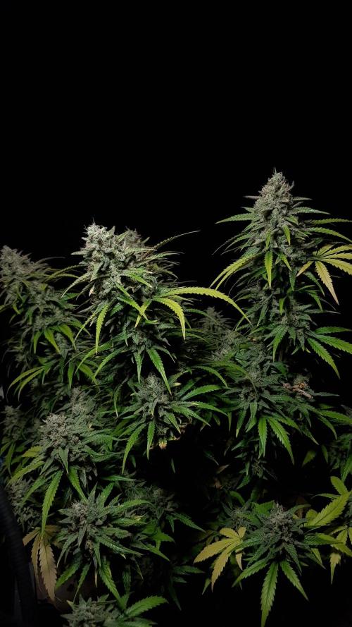 Opium goes Black #2. Week 15