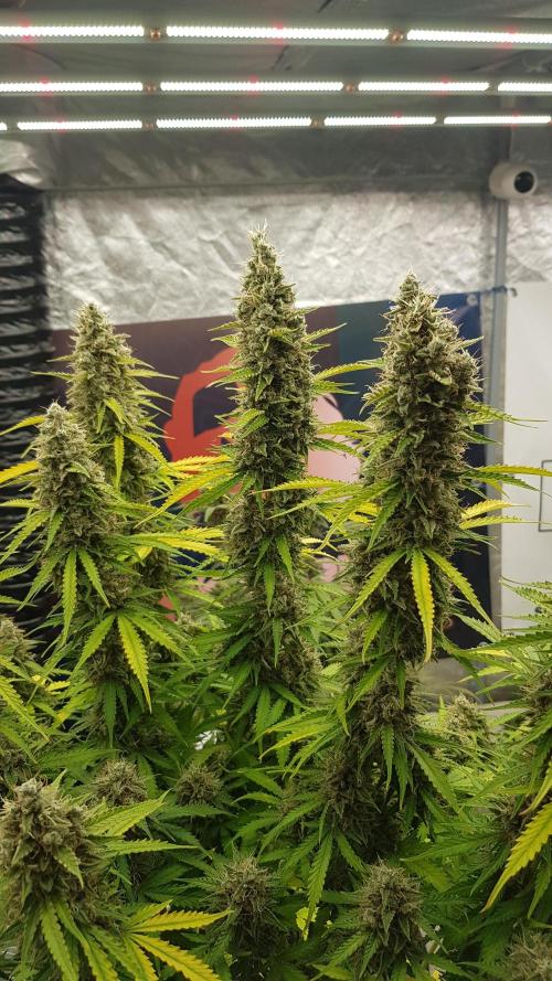 Spider Hunt. Week 15