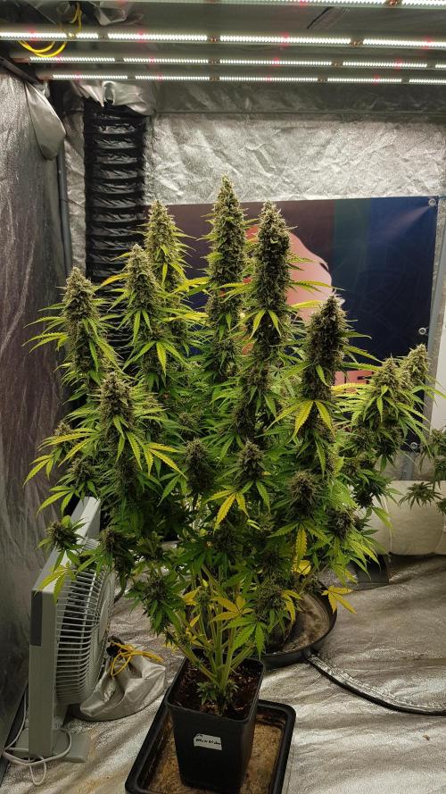 Spider Hunt. Week 15