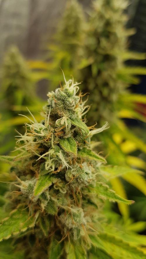 Spider Hunt. Week 15