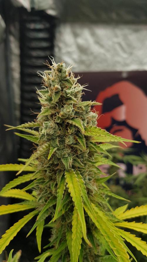 Spider Hunt. Week 15