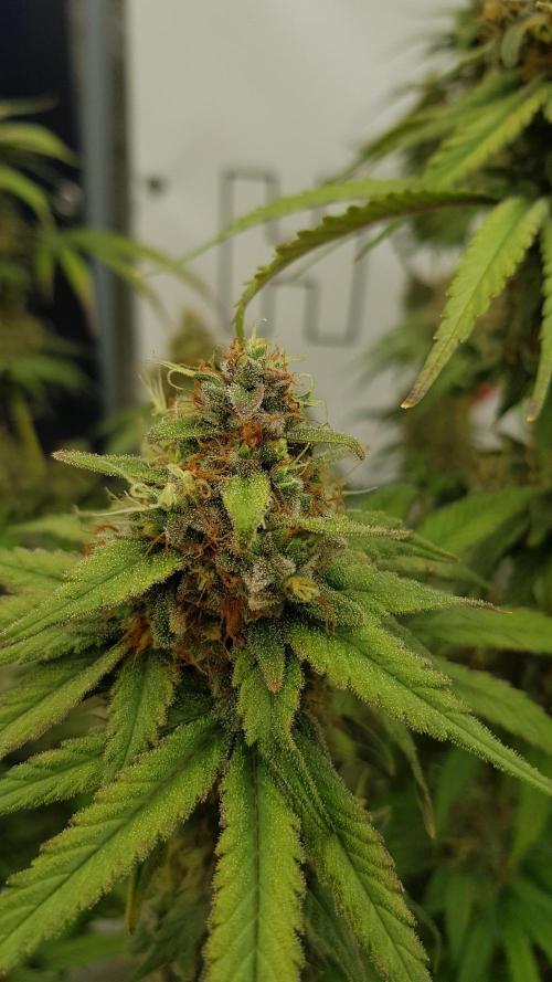 Expedition Asia. Week 15