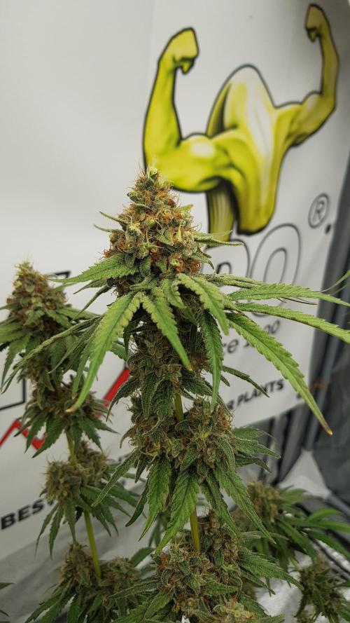 Expedition Asia. Week 15