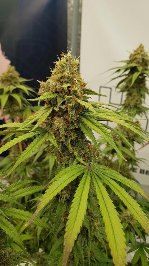 Expedition Asia. Week 15