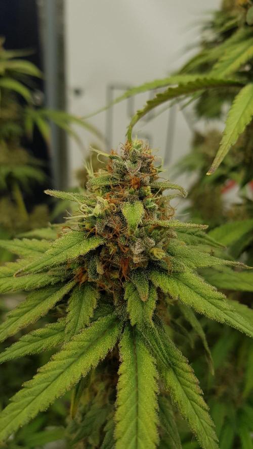 Expedition Asia. Week 15