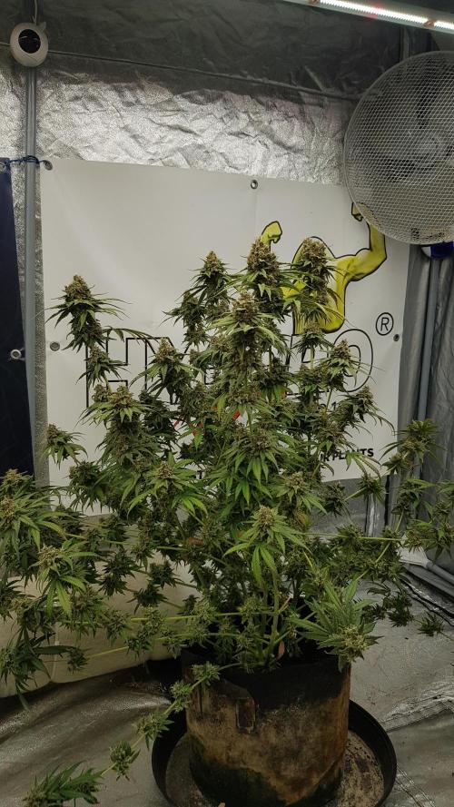 Expedition Asia. Week 15