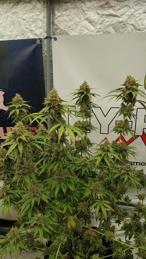 Expedition Asia. Week 15