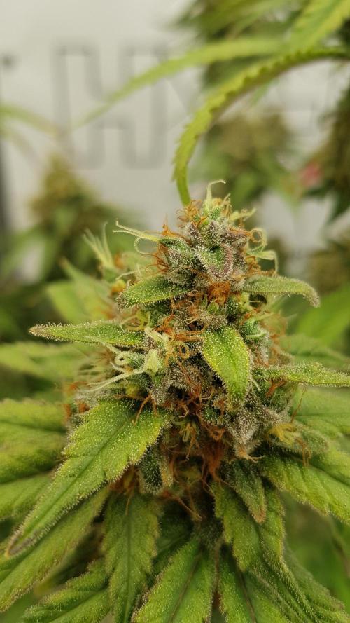 Expedition Asia. Week 15