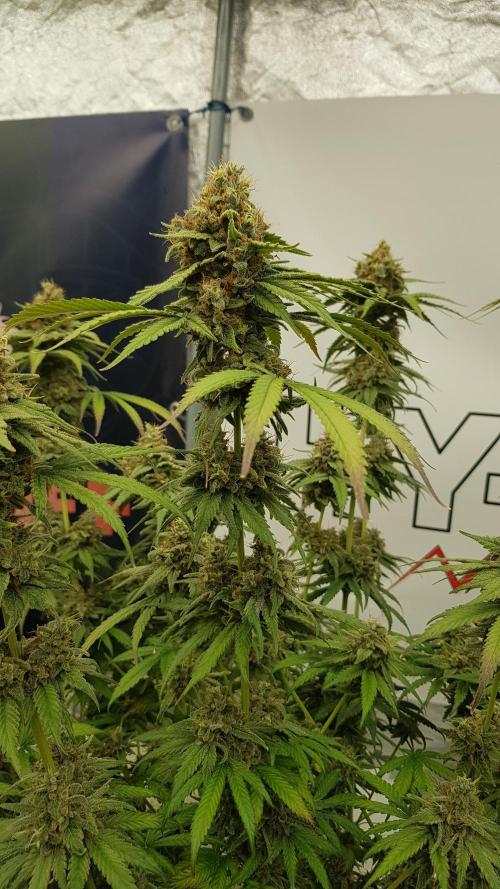 Expedition Asia. Week 15