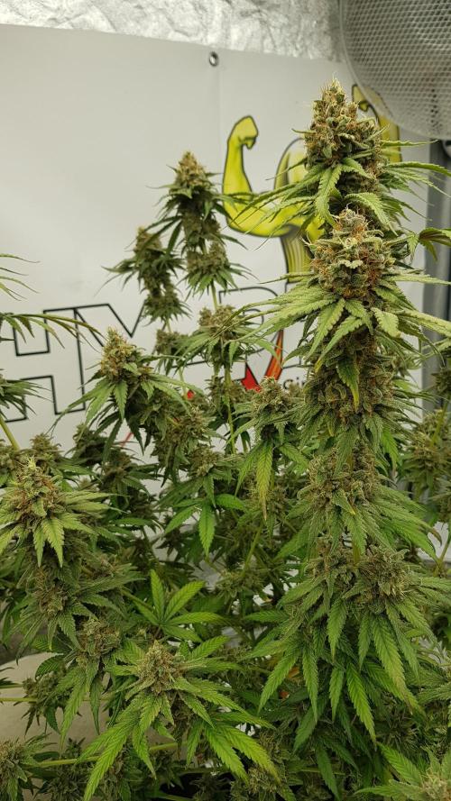 Expedition Asia. Week 15