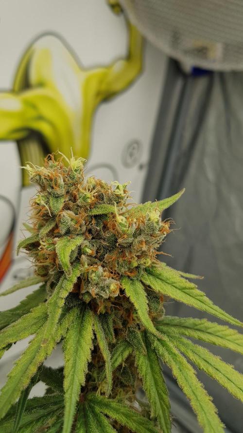 Expedition Asia. Week 15