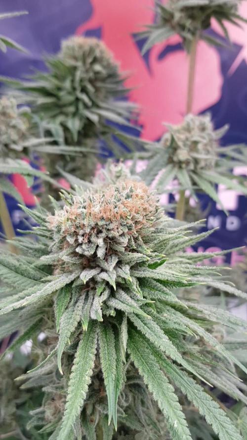 Ultimate Rapier Hunt