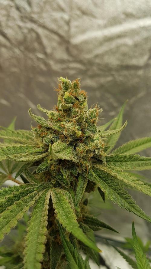 Ultimate Rapier Hunt. Week 15