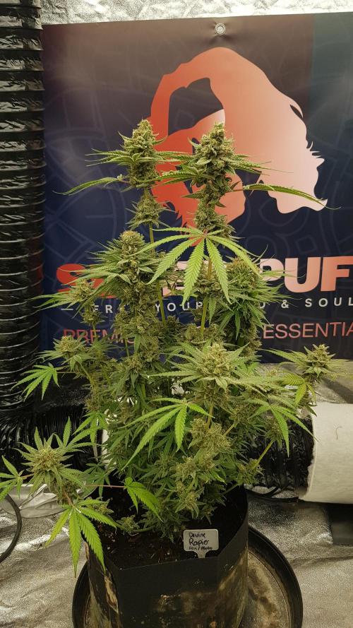 Ultimate Rapier Hunt. Week 15