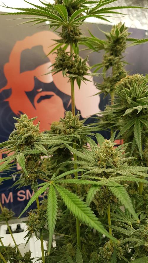 Ultimate Rapier Hunt. Week 15