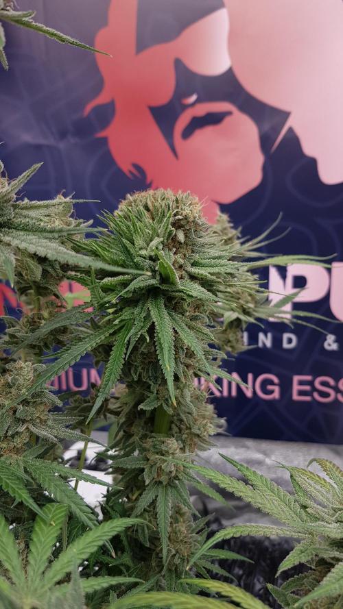 Ultimate Rapier Hunt. Week 15