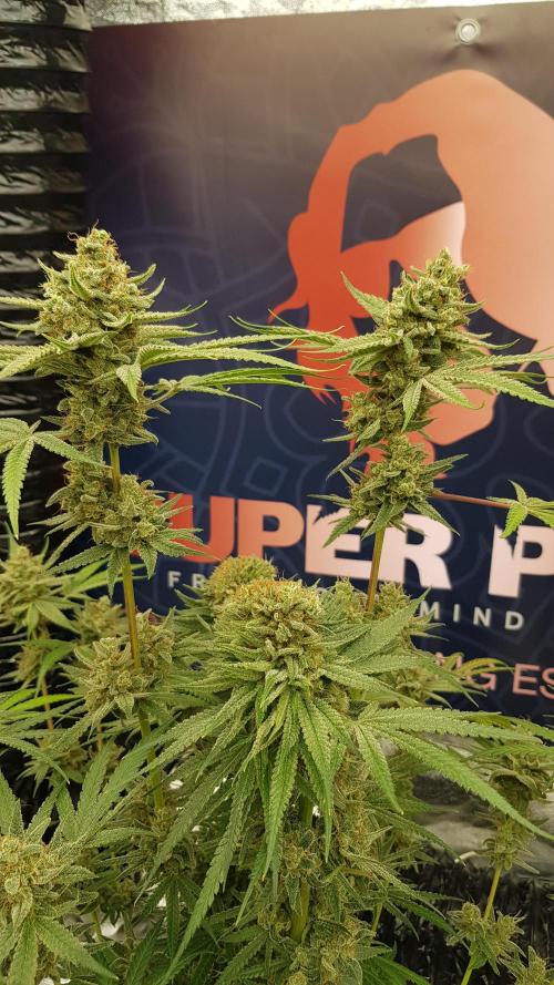 Ultimate Rapier Hunt. Week 15