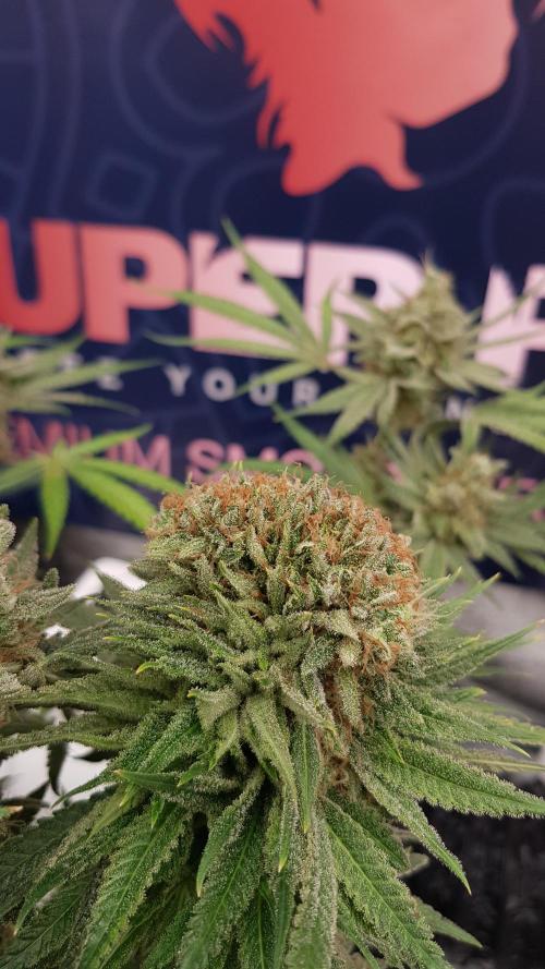 Ultimate Rapier Hunt. Week 15