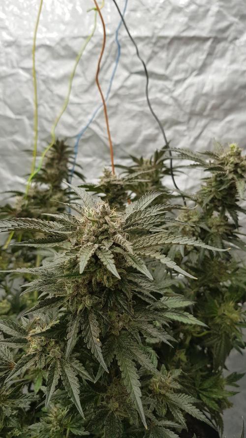 Fruity Dunk Shot. Week 15