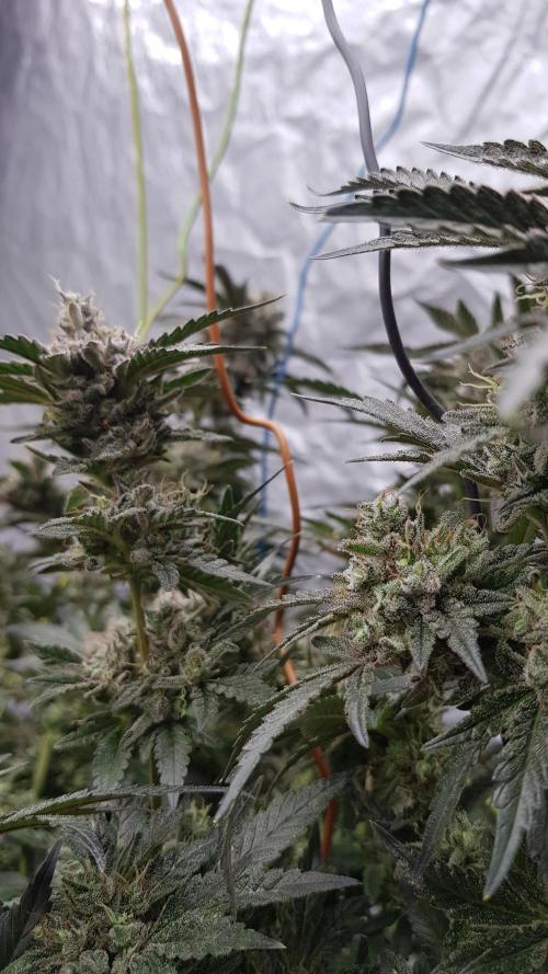 Fruity Dunk Shot. Week 15