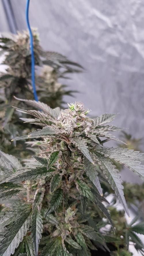 Fruity Dunk Shot. Week 15