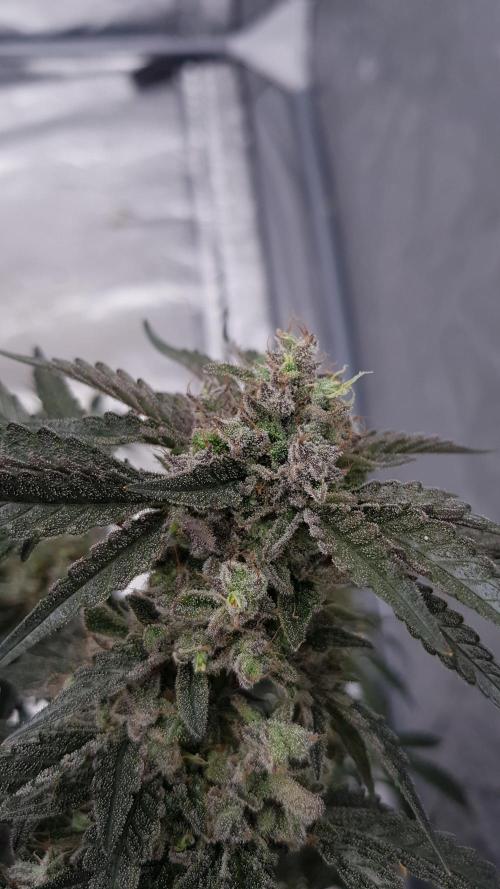 Fruity Dunk Shot. Week 15