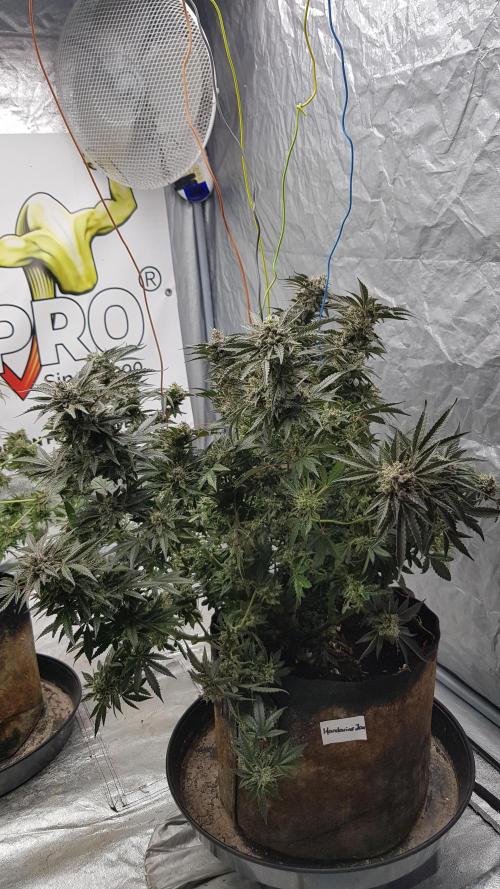 Fruity Dunk Shot. Week 15