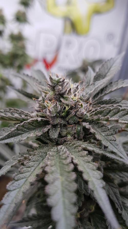 Fruity Dunk Shot. Week 15