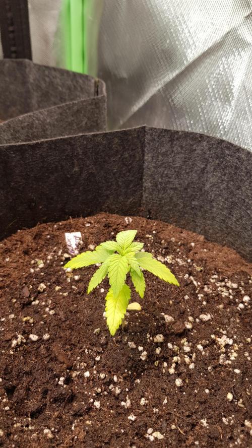 Hunting Berrys. Week 2