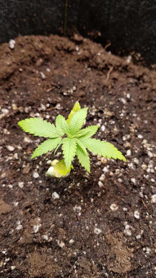 Fruity Cookies. Week 2