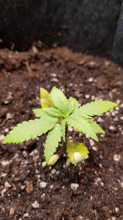 Fruity Cookies. Week 2