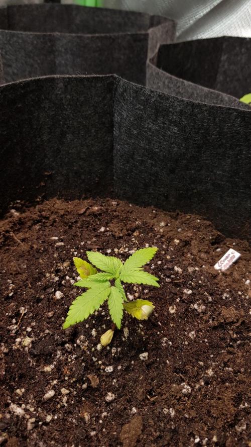 Fruity Cookies. Week 2