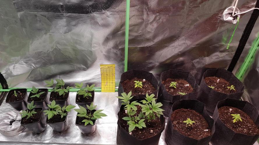 Fruity Cookies. Week 2